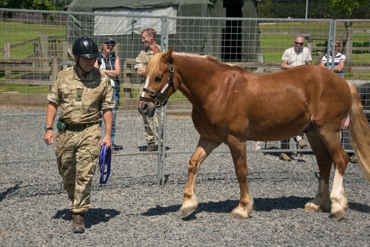 Equine therapy, or equine assisted learning as we prefer, can help improve mental health and reignite that zest for life